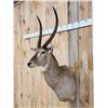 Image 2 : NICE African Waterbuck Shoulder Mount Taxidermy