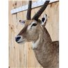 Image 3 : NICE African Waterbuck Shoulder Mount Taxidermy