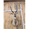 Image 4 : NICE African Waterbuck Shoulder Mount Taxidermy