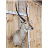 Image 5 : NICE African Waterbuck Shoulder Mount Taxidermy