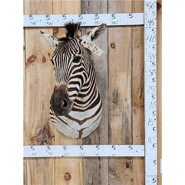 Beautiful Zebra Shoulder Mount Taxidermy