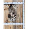 Image 1 : Beautiful Zebra Shoulder Mount Taxidermy