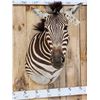 Image 2 : Beautiful Zebra Shoulder Mount Taxidermy