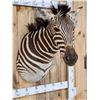 Image 3 : Beautiful Zebra Shoulder Mount Taxidermy