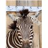 Image 4 : Beautiful Zebra Shoulder Mount Taxidermy