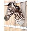 Image 5 : Beautiful Zebra Shoulder Mount Taxidermy
