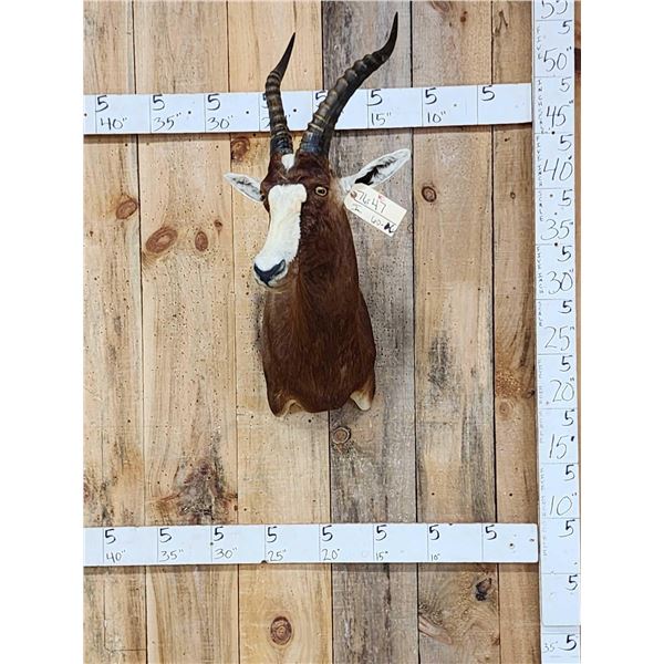African Blesbok Shoulder Mount Taxidermy