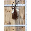 Image 1 : African Blesbok Shoulder Mount Taxidermy