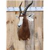 Image 2 : African Blesbok Shoulder Mount Taxidermy