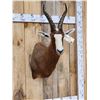 Image 3 : African Blesbok Shoulder Mount Taxidermy