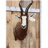 Image 5 : African Blesbok Shoulder Mount Taxidermy