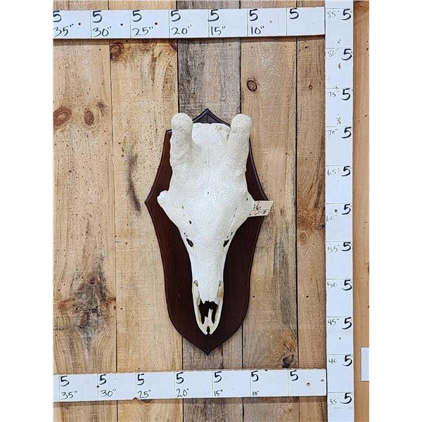 Big Giraffe Skull Taxidermy