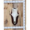 Image 1 : Big Giraffe Skull Taxidermy