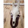 Image 4 : Big Giraffe Skull Taxidermy