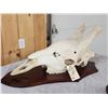 Image 5 : Big Giraffe Skull Taxidermy