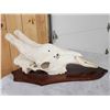 Image 6 : Big Giraffe Skull Taxidermy