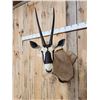 Image 2 : African Gemsbok Shoulder Mount Taxidermy