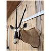 Image 3 : African Gemsbok Shoulder Mount Taxidermy