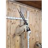 Image 4 : African Gemsbok Shoulder Mount Taxidermy