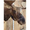 Image 8 : 49" Wide Alaskan Moose Shoulder Mount Taxidermy