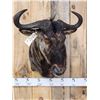 Image 2 : African Blue Wildebeest Shoulder Mount Taxidermy