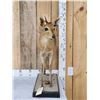 Image 1 : African Bush Duiker Full Body Taxidermy Mount