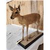 Image 2 : African Bush Duiker Full Body Taxidermy Mount