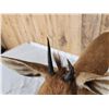 Image 3 : African Bush Duiker Full Body Taxidermy Mount