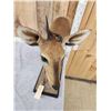 Image 5 : African Bush Duiker Full Body Taxidermy Mount