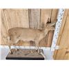 Image 7 : African Bush Duiker Full Body Taxidermy Mount