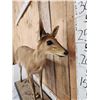 Image 8 : African Bush Duiker Full Body Taxidermy Mount