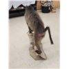 Image 10 : BIG African Chakma Baboon Full Body Taxidermy Mount