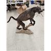 Image 11 : BIG African Chakma Baboon Full Body Taxidermy Mount