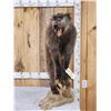 Image 1 : BIG African Chakma Baboon Full Body Taxidermy Mount