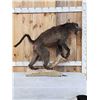 Image 2 : BIG African Chakma Baboon Full Body Taxidermy Mount