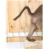 Image 4 : BIG African Chakma Baboon Full Body Taxidermy Mount