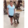 Image 6 : BIG African Chakma Baboon Full Body Taxidermy Mount