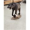 Image 8 : BIG African Chakma Baboon Full Body Taxidermy Mount