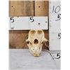 Image 1 : Big African Chakma Baboon Skull Taxidermy