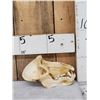 Image 2 : Big African Chakma Baboon Skull Taxidermy