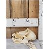 Image 3 : Big African Chakma Baboon Skull Taxidermy