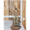Image 1 : African Duiker Full Body Taxidermy Mount
