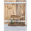 Image 2 : African Duiker Full Body Taxidermy Mount