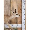 Image 3 : African Duiker Full Body Taxidermy Mount