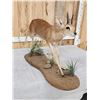 Image 4 : African Duiker Full Body Taxidermy Mount