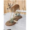 Image 5 : African Duiker Full Body Taxidermy Mount