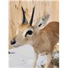 Image 6 : African Duiker Full Body Taxidermy Mount