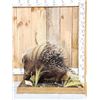 Image 1 : African Porcupine Full Body Taxidermy Mount