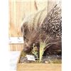 Image 2 : African Porcupine Full Body Taxidermy Mount