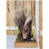 Image 3 : African Porcupine Full Body Taxidermy Mount